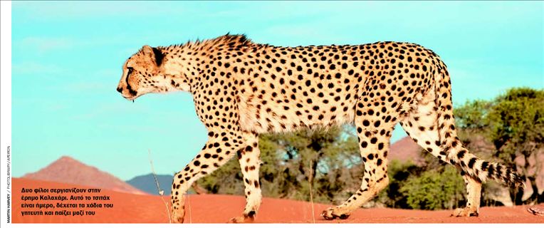 Για κυνήγι  µε το τσιτάχ