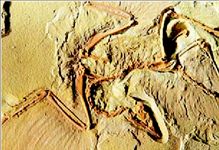 Ο αρχαιοπτέρυξ,  ηλικίας 150 εκατ. ετών,  ο πρόγονος των  σύγχρονων πτηνών