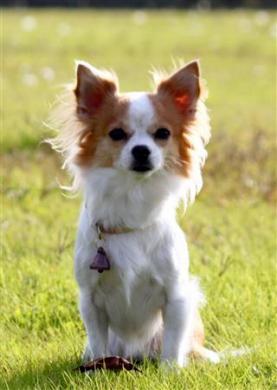 Προσέλαβαν μινιόν σκυλί στην Αστυνομία