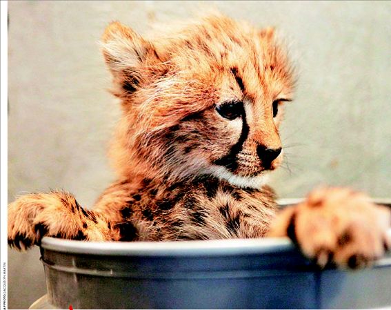 Ο µικρός γατόπαρδος σε περιπέτειες   Ο µικρός γατόπαρδος σε περιπέτειες