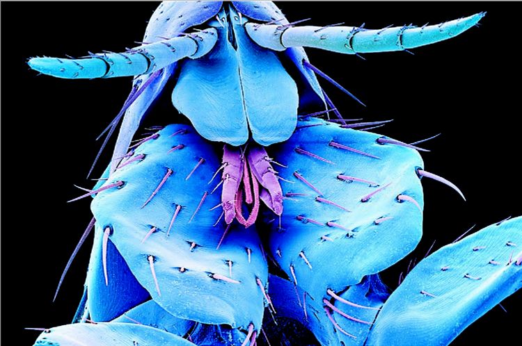 Ο κόσµος των αόρατων ζωυφίων