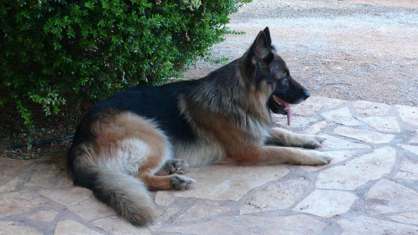 Με 18 ρυθμίσεις το σχέδιο νόμου για την προστασία των ζώων