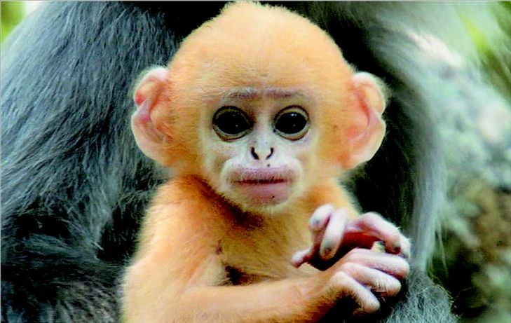 Τα µωρά της άγριας φύσης