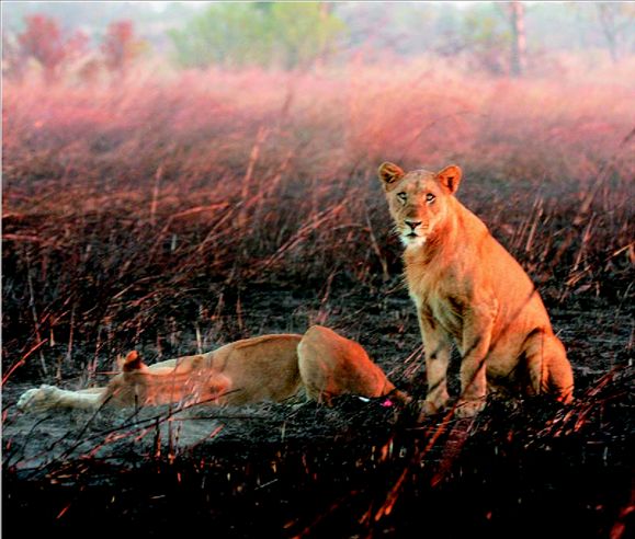 Λιοντάρια της Ασίας στην Αφρική