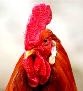 Η κότα που έγινε… κόκορας