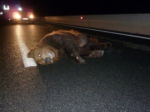 Ακόμη μία νεκρή αρκούδα στην Εγνατία Οδό