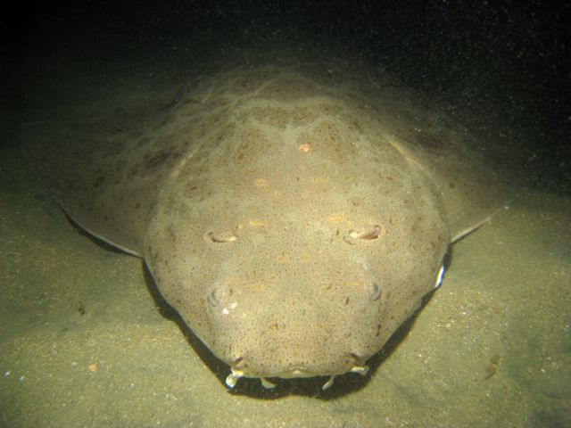 Αχ βρε ρίνα, καρχαρίνα!