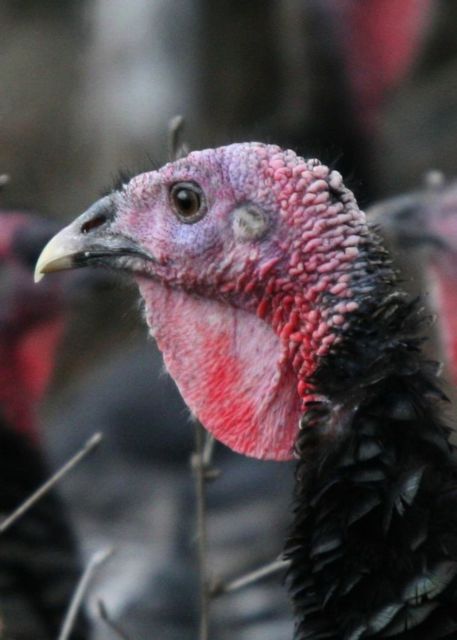 Η αγαπούλα των Αζτέκων