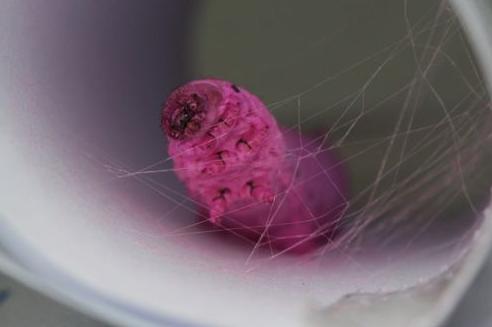 Νέο μετάξι από γενετικό συνδυασμό μεταξοσκώληκα και αράχνης