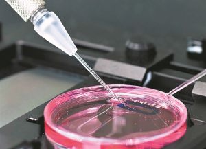 ΚΡΕΜΑΣΤΙΝΟΣ
