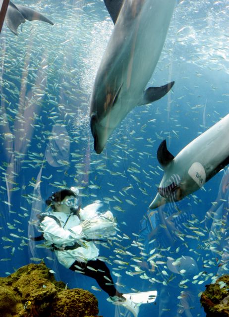 Η σκοτεινή πλευρά 
των δελφινιών