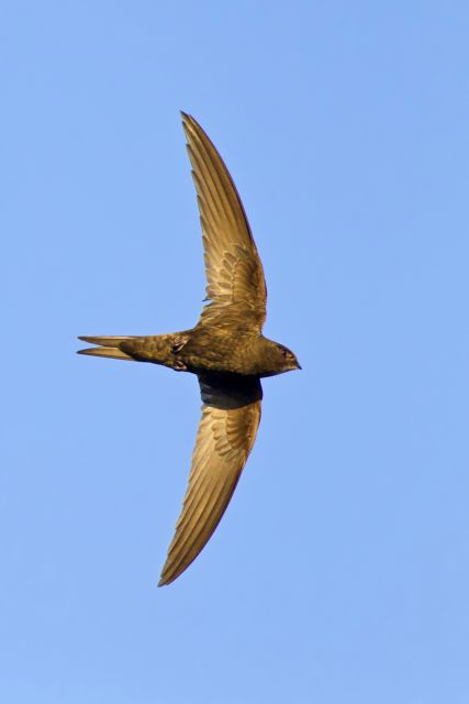 Το θαυμαστό ταξίδι ενός πετροχελίδονου