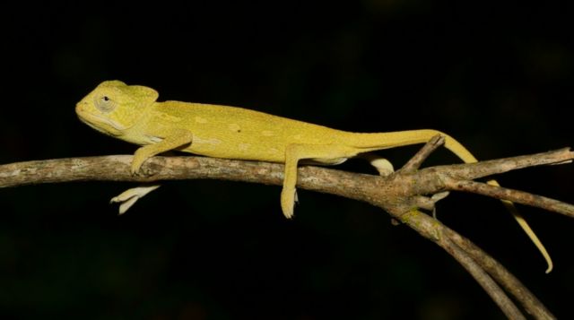 Ο αφρικανικός χαμαιλέοντας