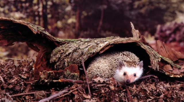 Ο σκαντζόχοιρος