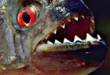 Συναγερμός λόγω… πιράνχας σε πόλη της νότιας Κίνας