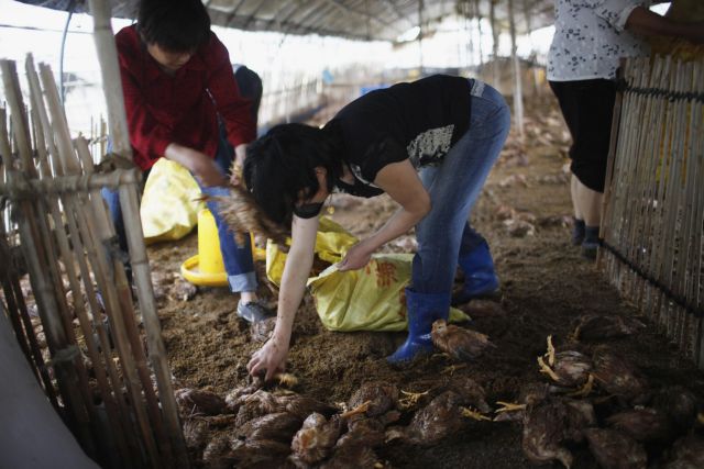 Ψόφησαν 5.000 κοτόπουλα από τον καύσωνα στην Αυστρία