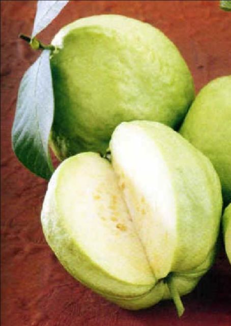 ΓΚΑΒΑΦΑ ΛΕΡΟΥ: Τροπική γεύση από την Αίγυπτο!