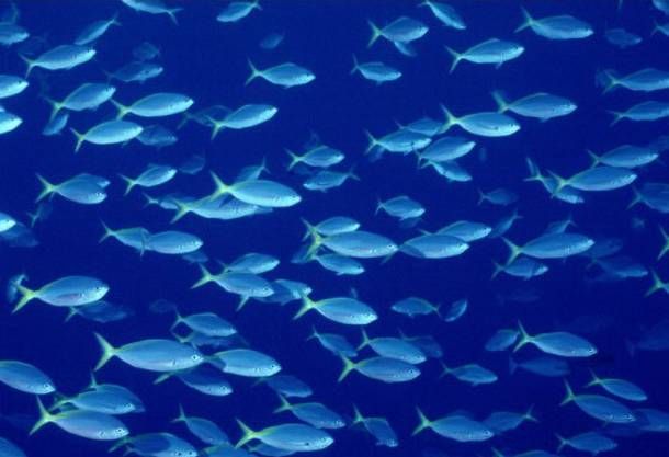 Ιαπωνία: Ψάρια με ραδιενέργεια σε επίπεδα ρεκόρ αλιεύθηκαν κοντά στη Φουκουσίμα