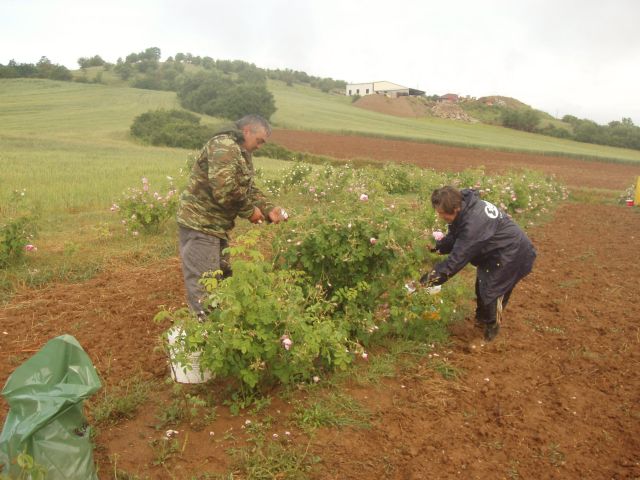 Πέτυχε το πείραμα του τριαντάφυλλου