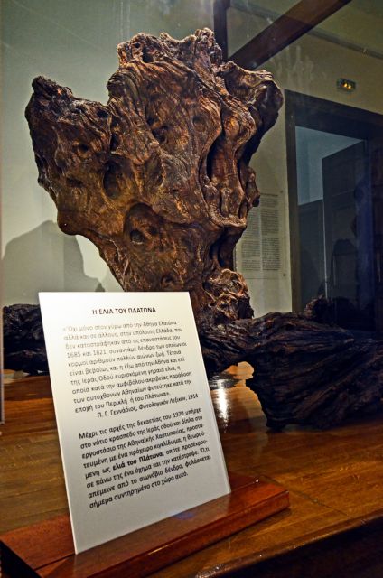 Είναι αρχαίο το δέντρο που έκλεψαν;