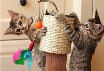 Το απόλυτο… γατόσπιτο δημιούργησε μια ιαπωνική κατασκευαστική εταιρεία