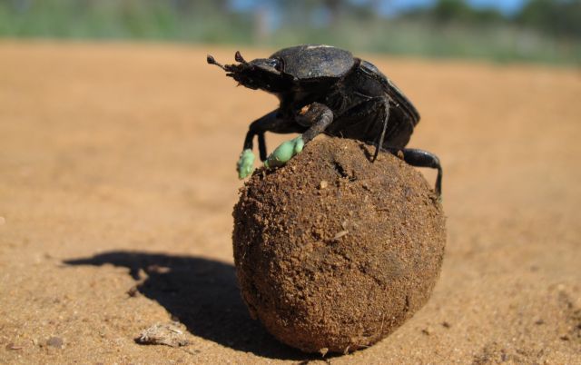 Αφρικανικό σκαθάρι, το πρώτο γνωστό έντομο που προσανατολίζεται με τα άστρα