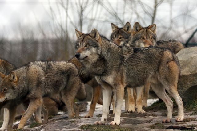 Τη θανάτωση 3.000 λύκων σχεδιάζουν στη Σιβηρία