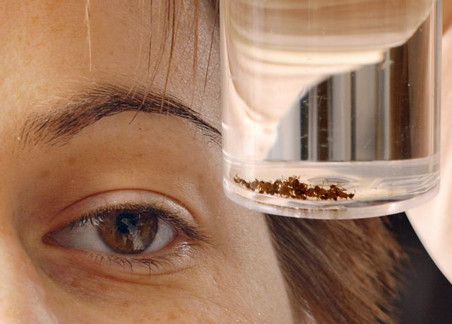 Ο σκληρός πόλεμος των μυρμηγκιών