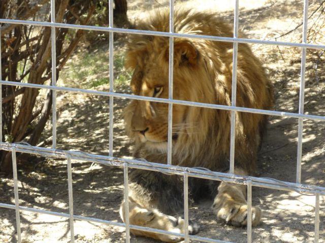 Λιοντάρι σκότωσε υπάλληλο καταφυγίου άγριας ζωής