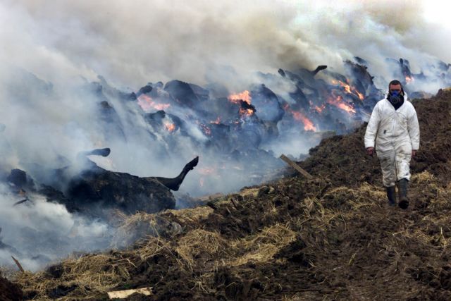 Νέο εμβόλιο για τον αφθώδη πυρετό θα περιορίσει τις μαζικές σφαγές ζώων