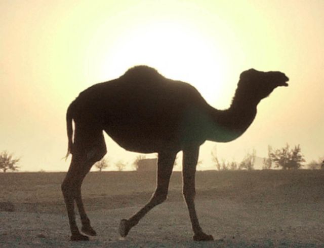 Απολιθώματα καμήλας βρέθηκαν στο Βόρειο Πόλο!