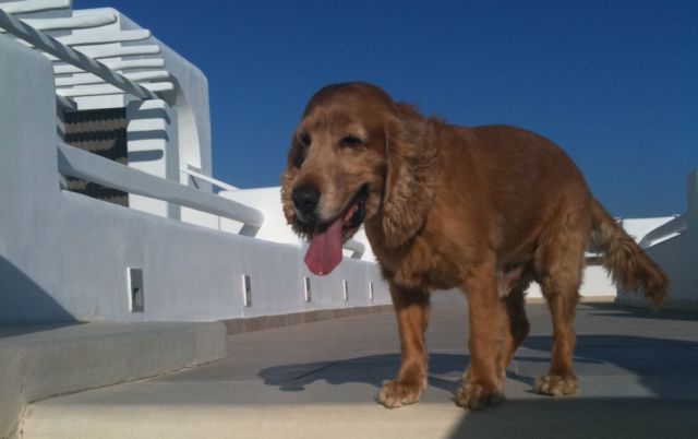 Ενα εμβόλιο για το Καλαζάρ στον σκύλο και την ηρεμία του αφεντικού