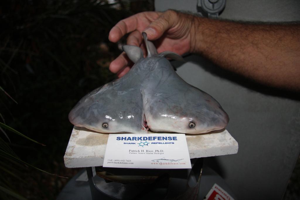 Βρέθηκε για πρώτη φορά καρχαρίας ταύρος με δύο κεφάλια