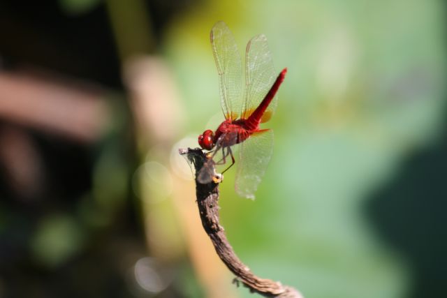 Λιβελούλες, οι δεινοί θηρευτές του ζωικού βασιλείου