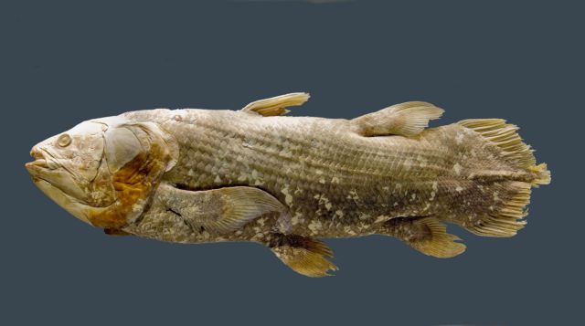 DNA ψαριού εξηγεί πώς τα πτερύγια μετατράπηκαν σε… πόδια