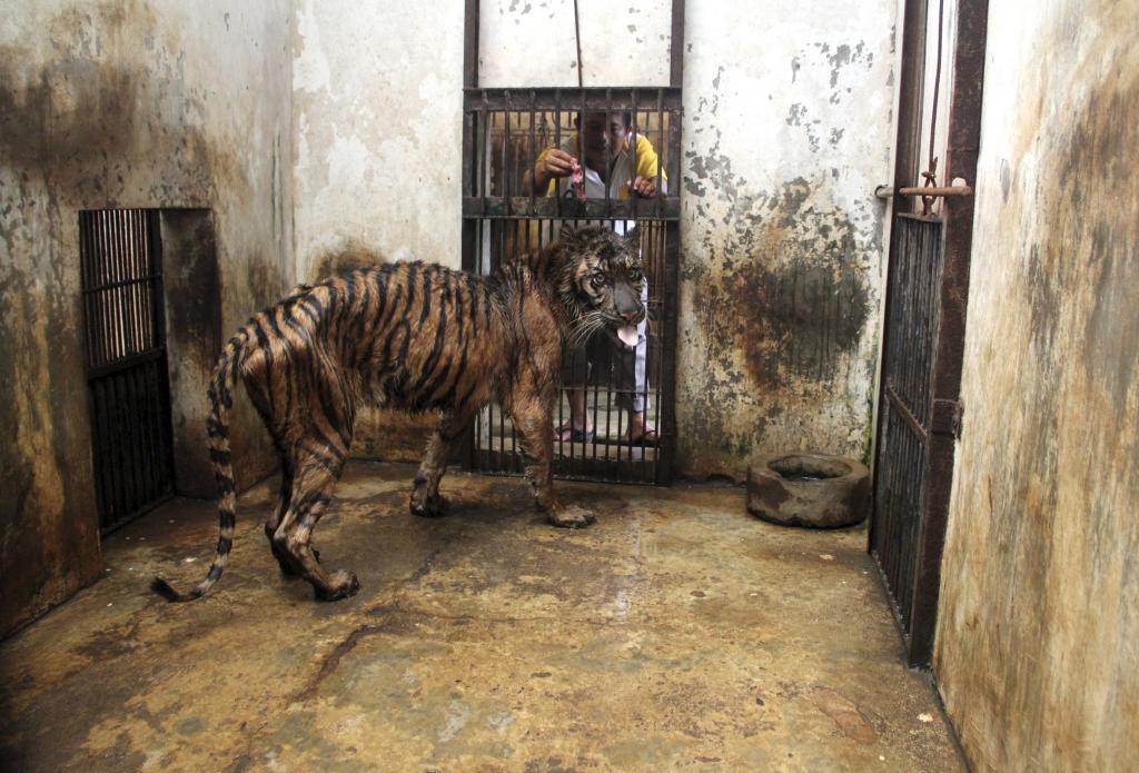 Η ευθανασία θα λυτρώσει μια σπάνια τίγρη της Σουμάτρας από τη μαρτυρική ζωή της