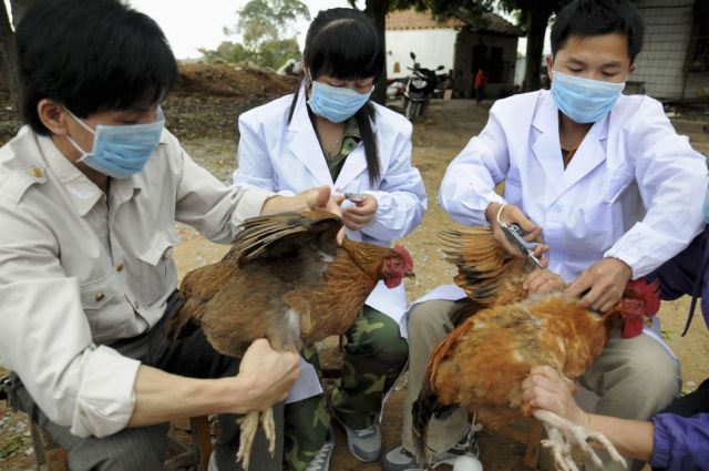 Τέσσερις νεκροί από τη γρίπη των πτηνών Η7Ν9 στην Κίνα