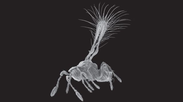 Νέο είδος μύγας που μοιάζει με νεράιδα ανακάλυψαν στην Κόστα Ρίκα