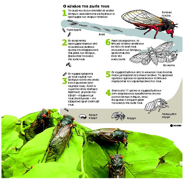 Η επιδρομή των τζιτζικιών