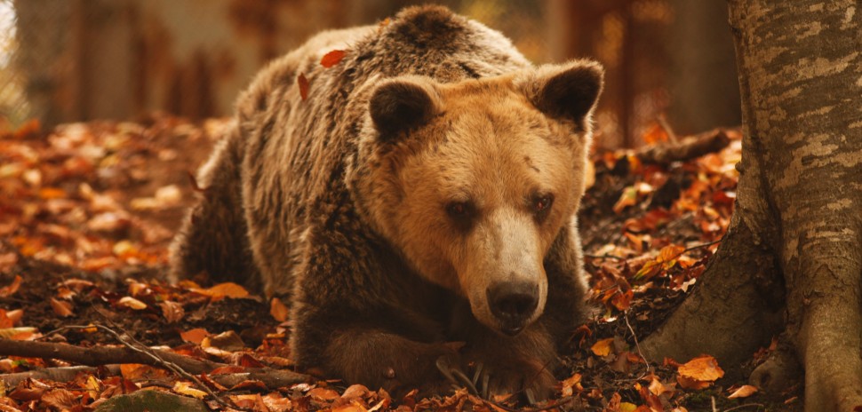 Πέθανε στο Νυμφαίο ο Ανδρέας, ο γηραιότερος αρκούδος του κόσμου