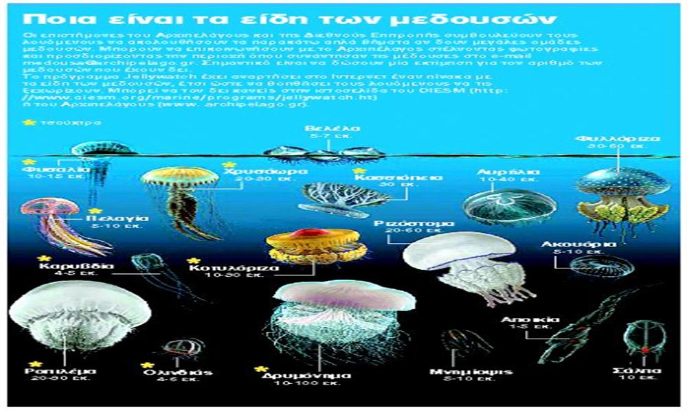 Οι μέδουσες δεν είναι όλες… τσούχτρες