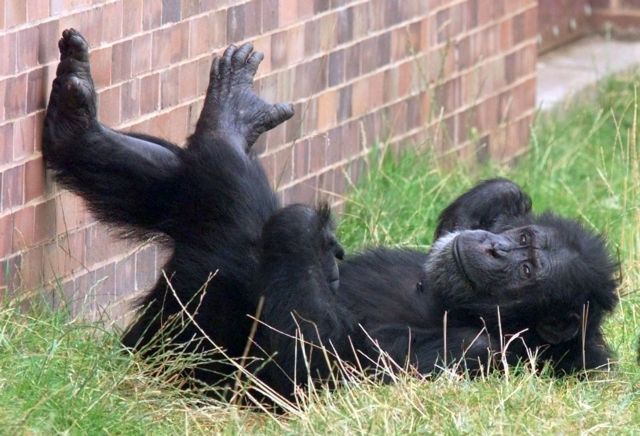 Νέα έρευνα δείχνει πως ένας στους 31 ανθρώπους διαθέτει το ευέλικτο πόδι ενός χιμπατζή