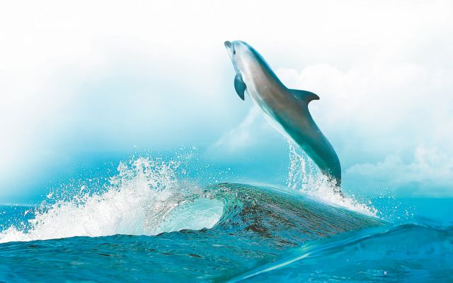 Συναγερμός για τους μαζικούς θανάτους των δελφινιών στις ιταλικές ακτές