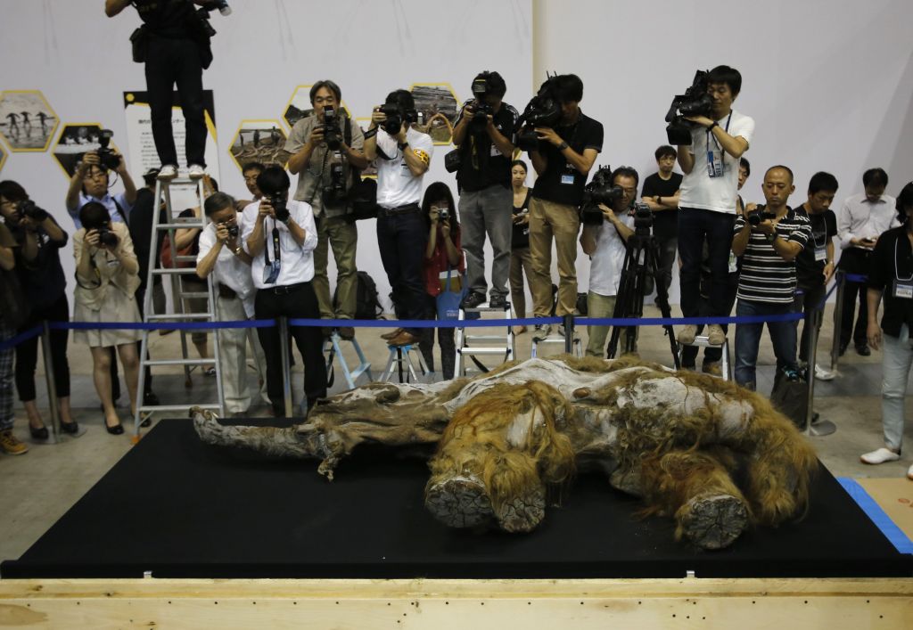 Η εποχή των παγετώνων «επιστρέφει»: Ιδού η Γούκι, το μαμούθ ηλικίας 39.000 από τη Σιβηρία