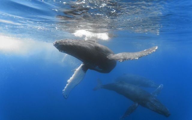 Οι μπλε φάλαινες εγκαταλείπουν την τροφή τους!