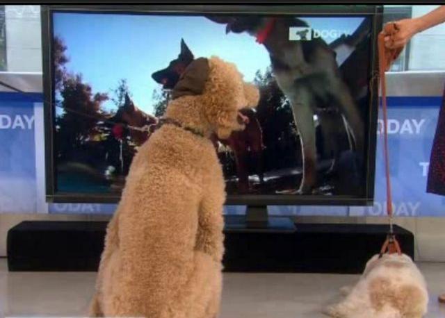 Dog TV για τετράποδους τηλεθεατές