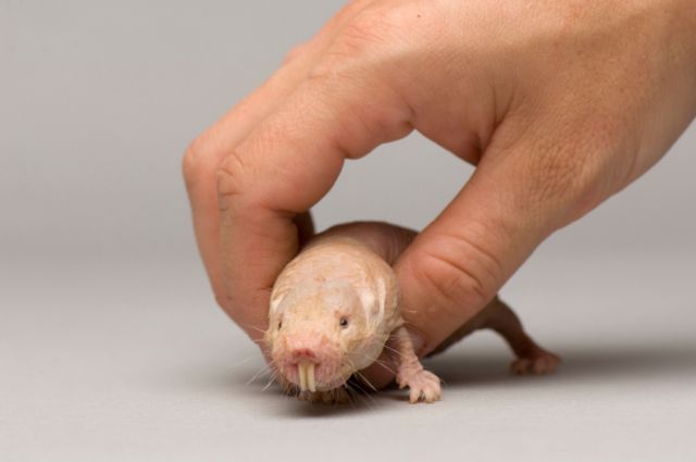 Ατριχος τυφλοπόντικας: Ενα τρωκτικό με ανοσία στον καρκίνο