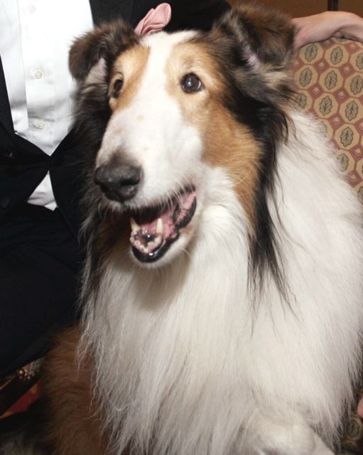 Λάσι, μία σταρ ετών 525