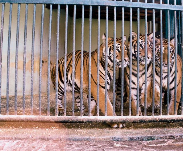 Ιταλία: Τίγρεις σκότωσαν ηλικιωμένο επιστάτη ζωολογικού κήπου
