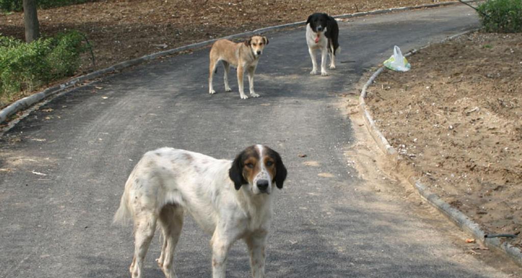 Ασυνείδητοι θανάτωσαν σκυλιά με φόλα στη Χαλκιδική